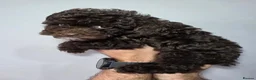 Cockapoo dogs for sale: Chocolate DNA Health Tested Cockapoos  - Advert 7