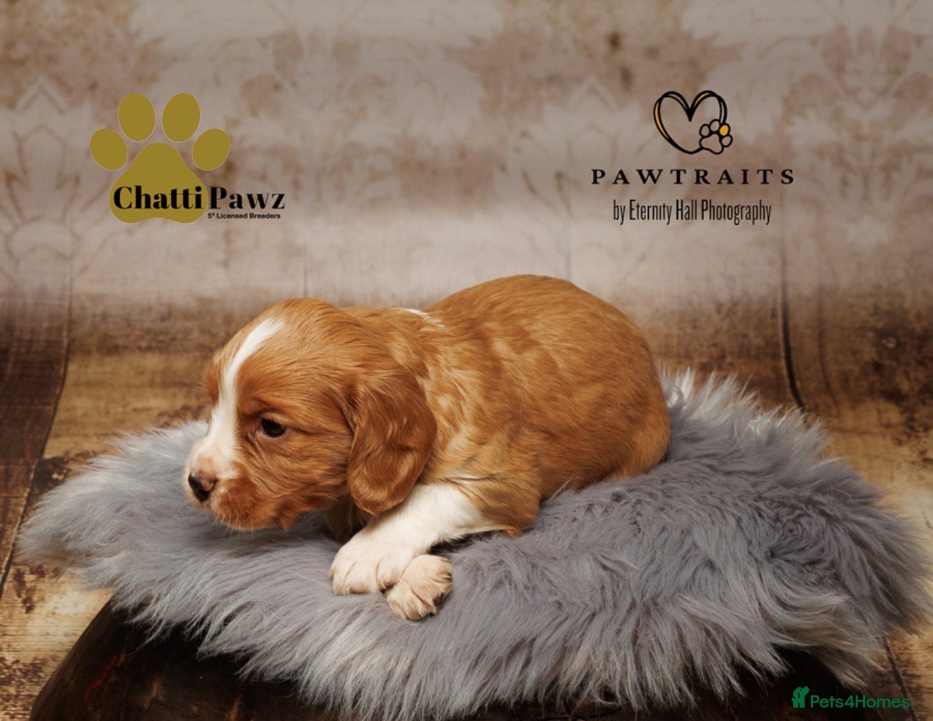 Cocker Spaniel dogs Stunning litter of working cocker spaniel pups  - Advert 2