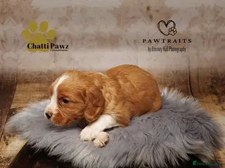 Cocker Spaniel dogs Stunning litter of working cocker spaniel pups - Advert 2