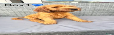 Goldendoodle 1