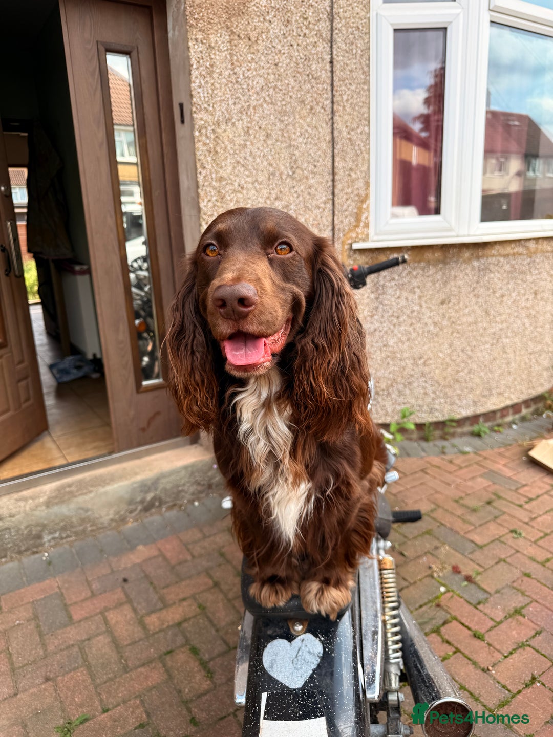 Cocker Spaniel dogs for sale: Dog Needs a good home  - Image 2