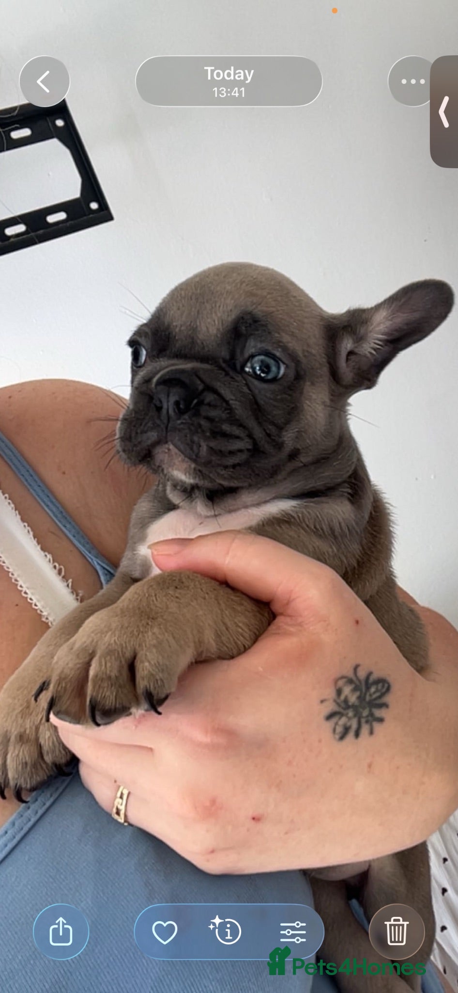 French Bulldog dogs 7 beautiful French bulldogs  - Advert 2