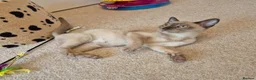 Burmese cats for sale: Pedigree Burmese Kittens - Advert 18