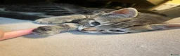 Mixed Breed cats for sale: Beautiful kittens - Advert 6