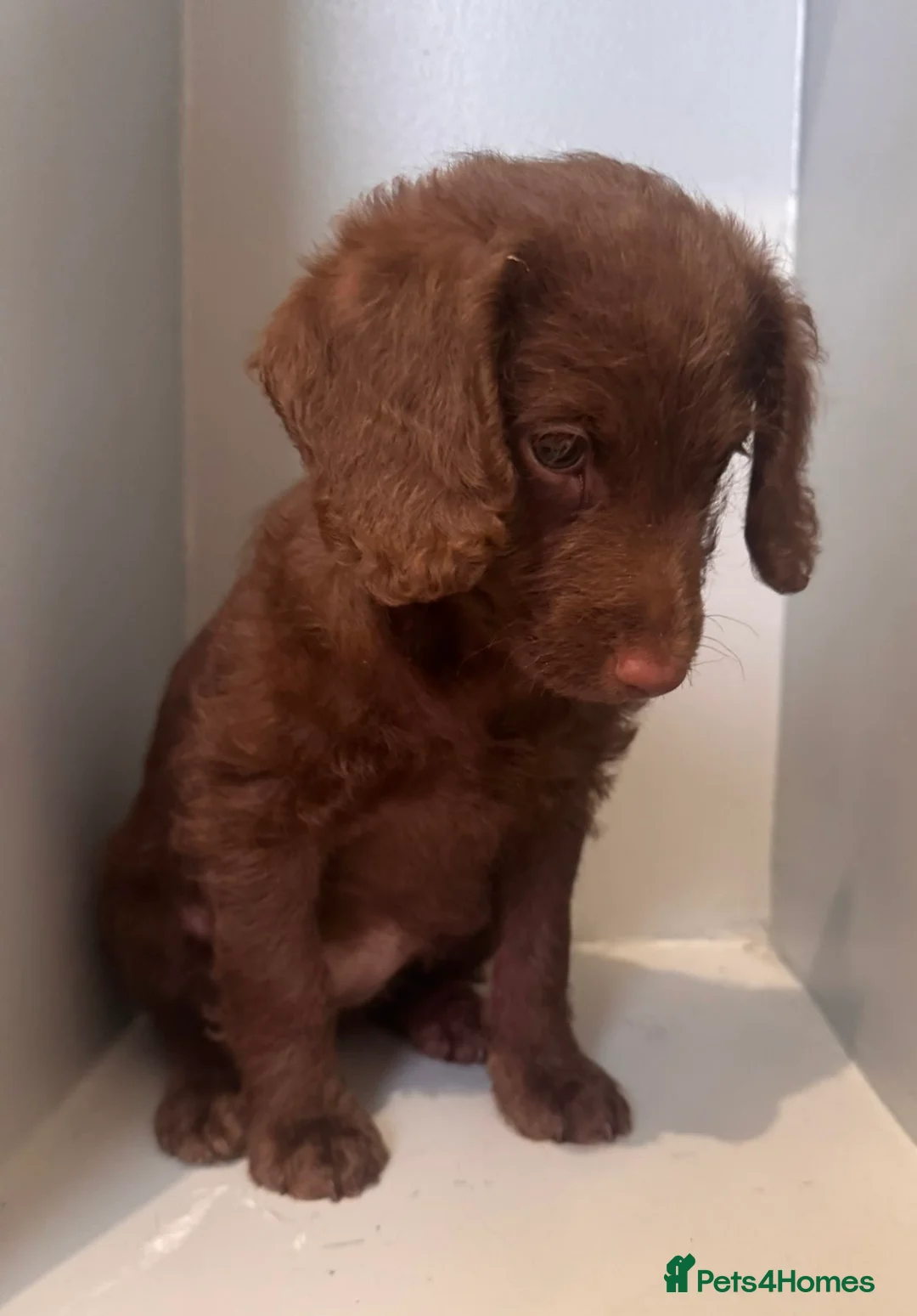 Labradoodle dogs for sale: Chocolate female labradoodle puppy - Advert 2