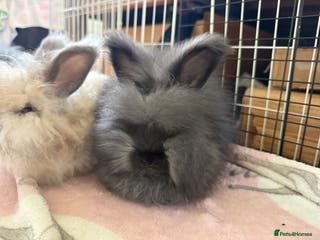 Angora rabbits Angora boys - Advert 11