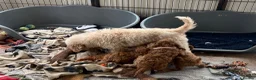 Cavapoochon dogs for sale: Cavapoochon puppies  - Advert 4