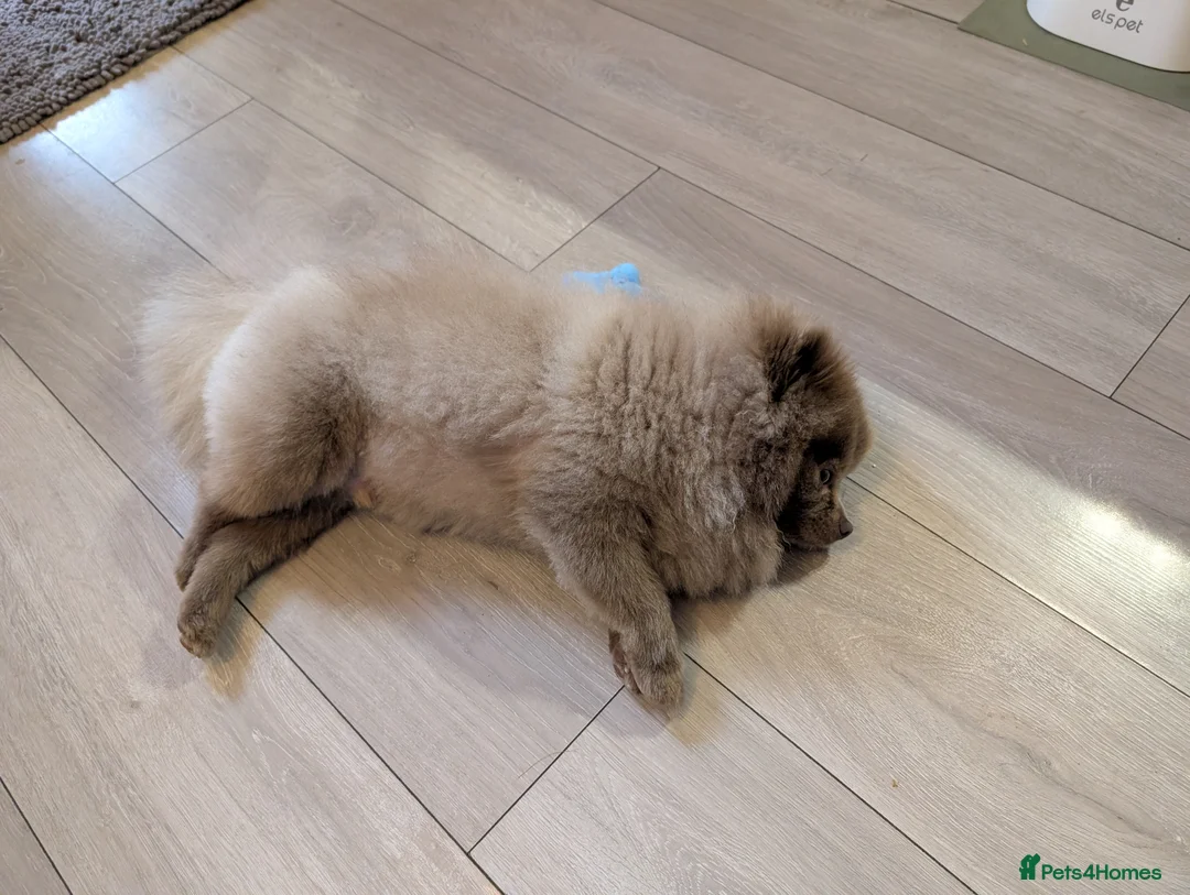 Pomeranian dogs for stud: For stud, handsome Pomeranian in Mexborough - Advert 2