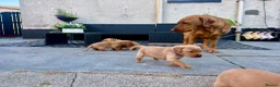 Labrador Retriever dogs for sale: Fox Red Labrador Retriever  - Advert 9