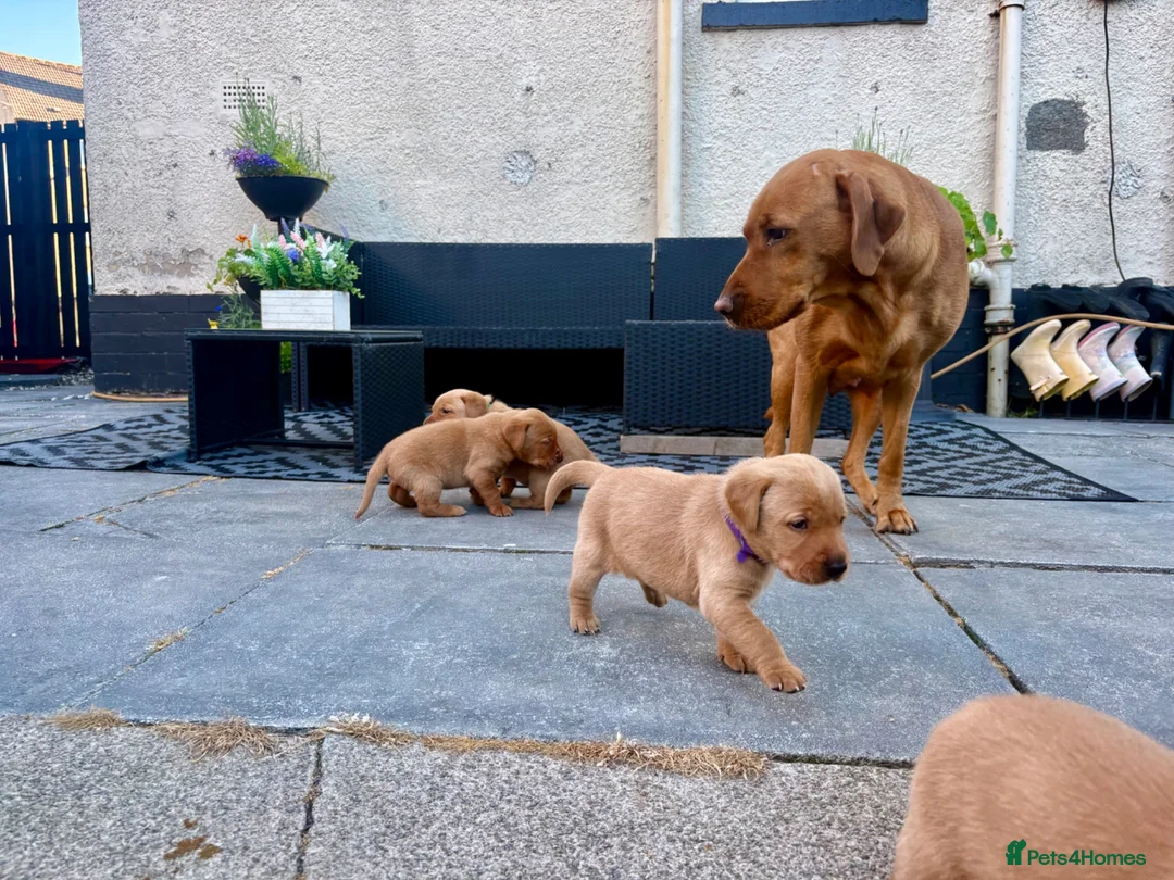 Labrador Retriever dogs for sale: Fox Red Labrador Retriever  - Advert 9