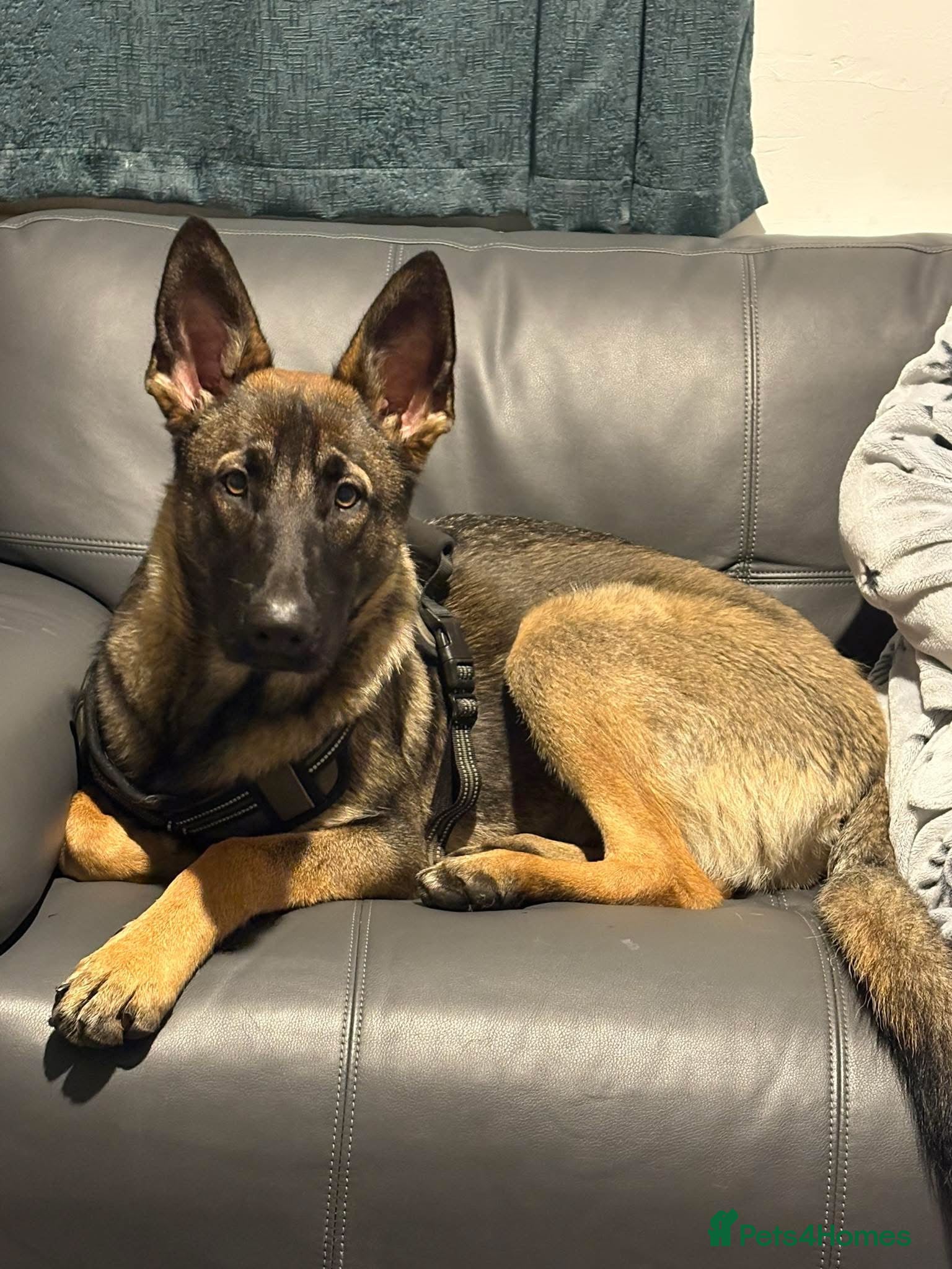 Belgian Shepherd Dog dogs Belgium mali  - Advert 1