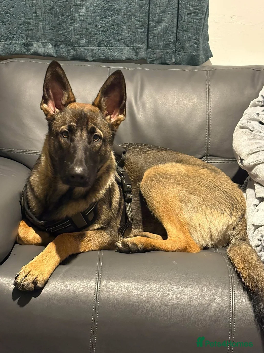 Belgian Shepherd Dog dogs for sale: Belgium mali  - Advert 1