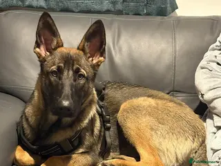 Belgian Shepherd Dog dogs Belgium mali - Advert 1