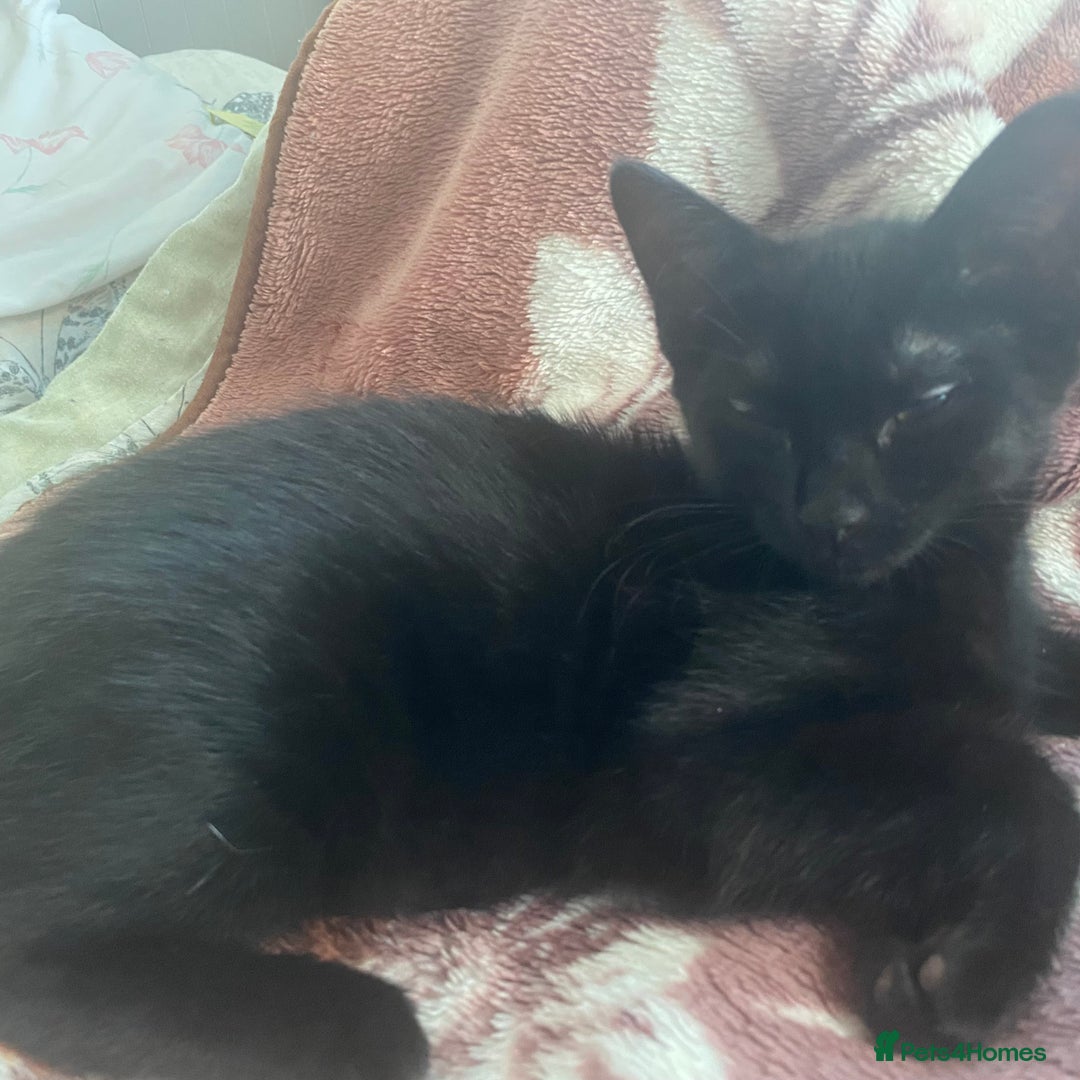 American Shorthair cats for sale: 2 kittens looking for forever home  in London - Image 4