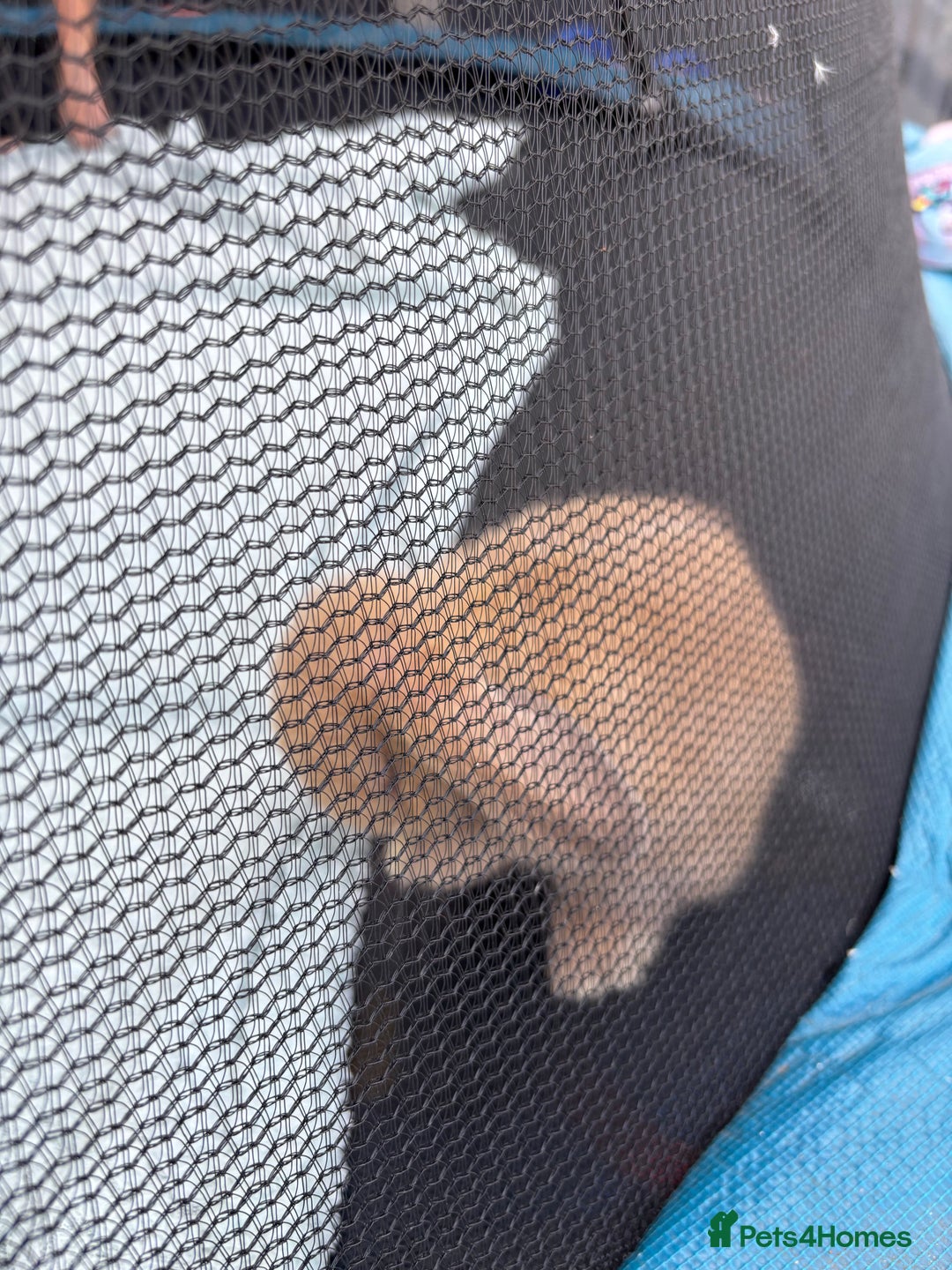 Mini Lop rabbits for sale: Pure breed Mini Lop bunnies  - Image 4