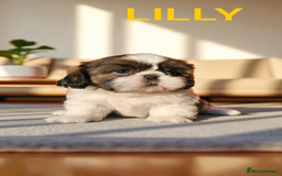 Shih Tzu dogs for sale: 💕🐶💕 STUNNING SHIH TZU 💕🐶💕 - Image 17