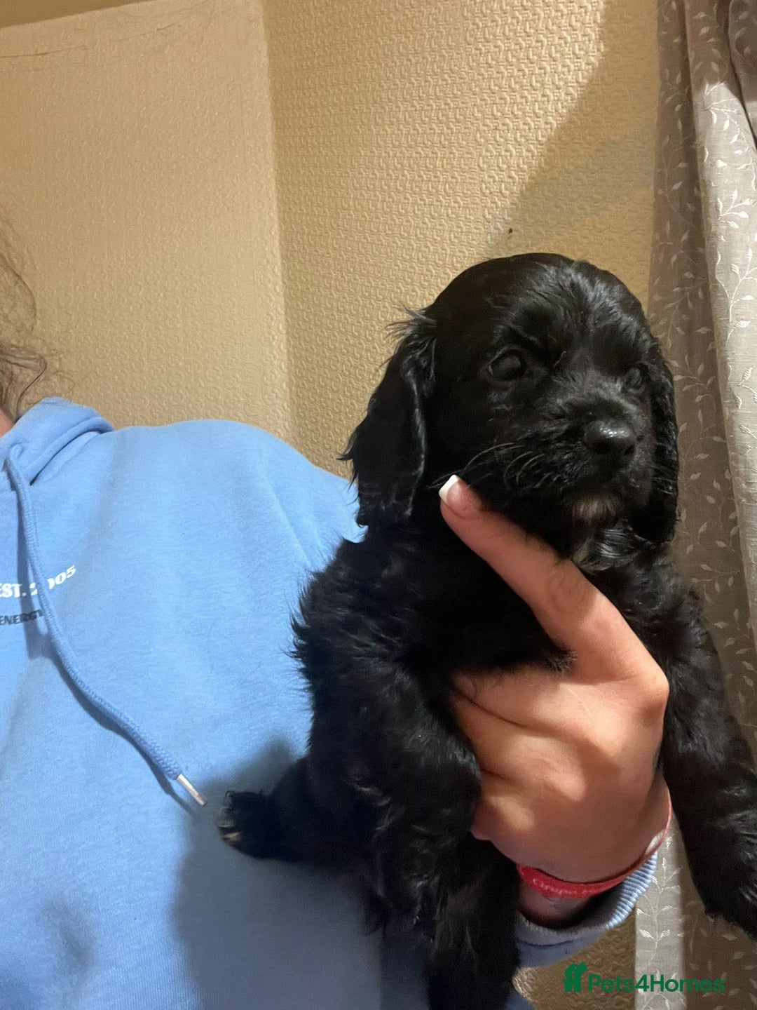 Cockapoo dogs for sale: 2 black stunning girls cockerpoos - Advert 8