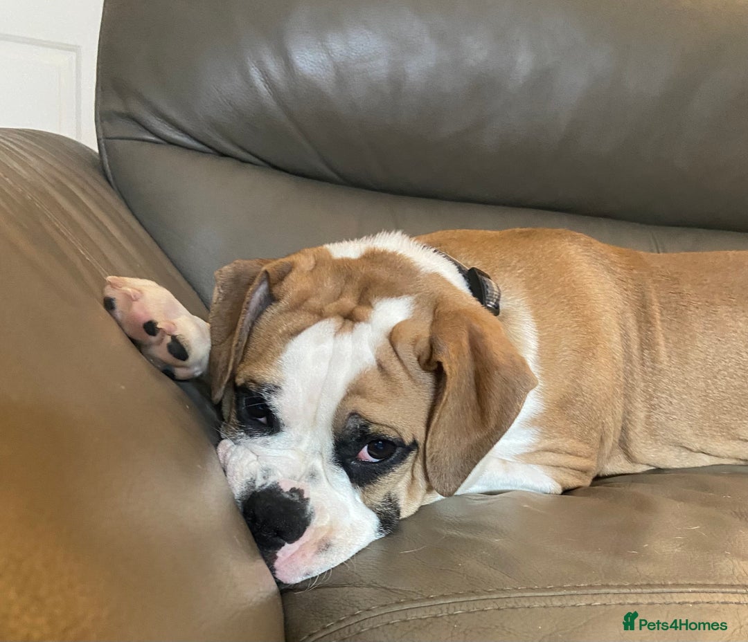 Alapaha Blue Blood Bulldog dogs for sale: Beautiful Alapaha bulldog  - Advert 5