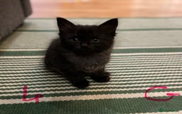 Ragdoll cats for sale: Half Ragdoll KITTENS - Image 17