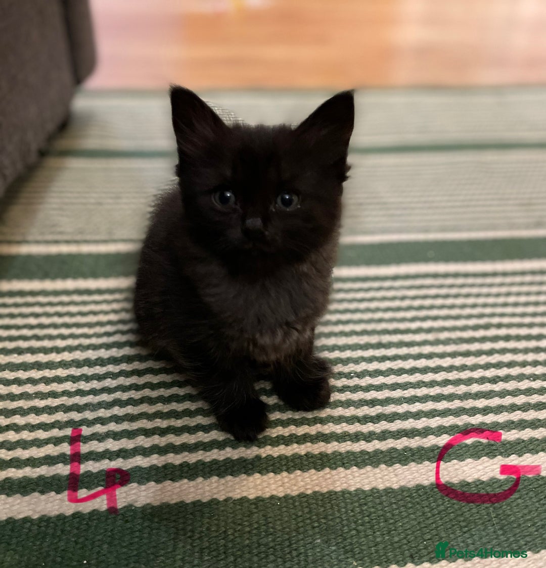 Ragdoll cats for sale: Half Ragdoll KITTENS - Image 17