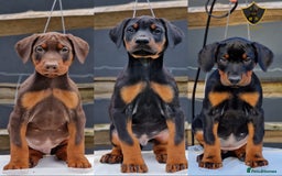 Dobermann dogs for sale: 🐾 Black Females available / Kc Puppies🐾 - Image 1