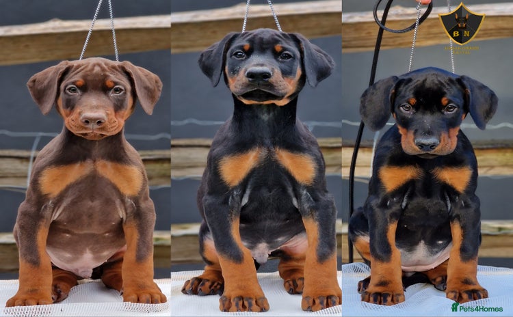 Dobermann dogs - Advert 7