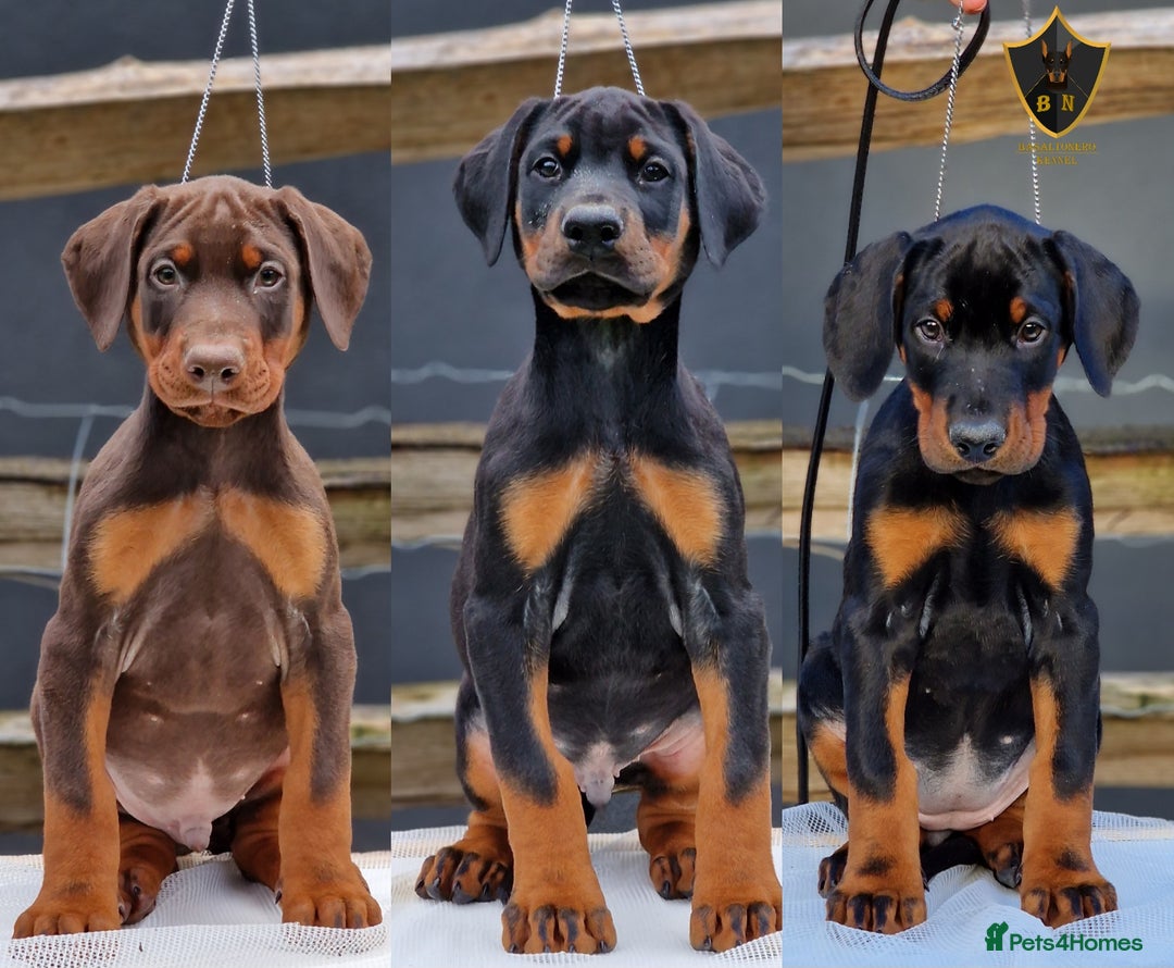 Dobermann dogs for sale: 🐾 Black Females available / Kc Puppies🐾 - Image 1