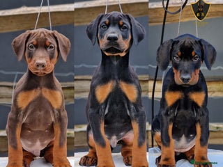 Dobermann dogs - Advert 2