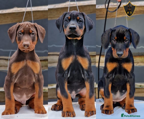 Dobermann dogs - Advert 3