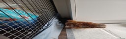 Chickens poultry for sale: Pekin Bantam Cockerel 9week - Advert 2
