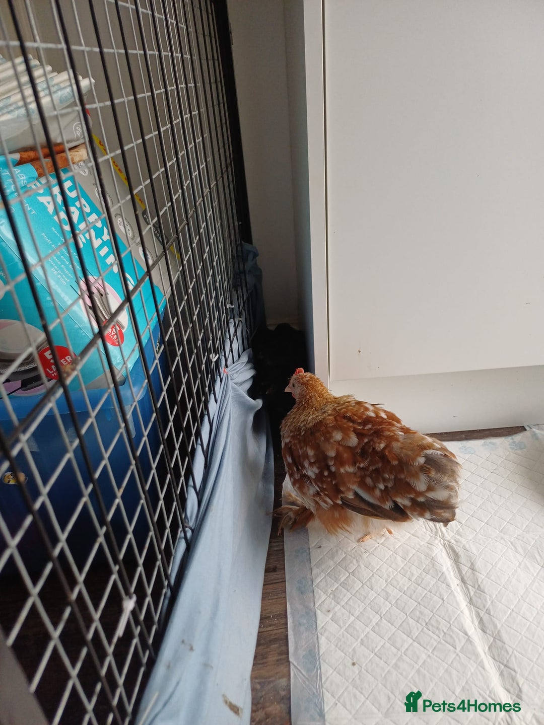 Chickens poultry for sale: Pekin Bantam Cockerel 9week - Advert 2