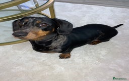 Dachshund dogs for sale: Daschund  - Image 15
