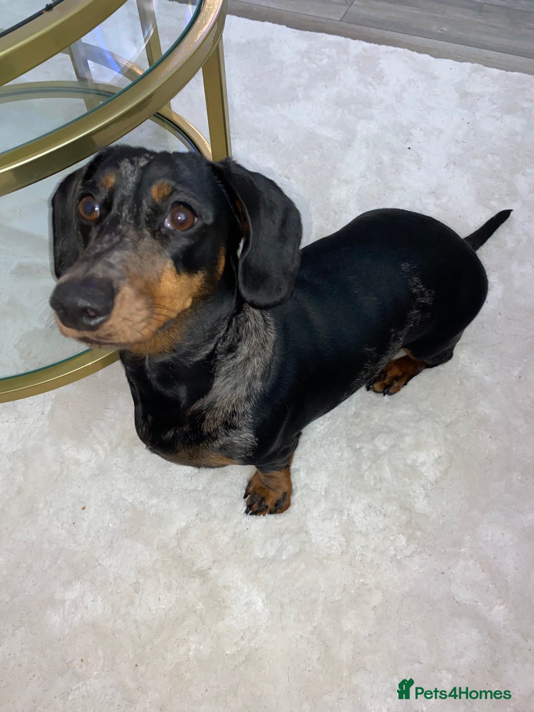 Dachshund dogs for sale: Daschund  - Image 15