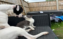 American Bulldog dogs for sale: Albie the American bulldog  - Image 4