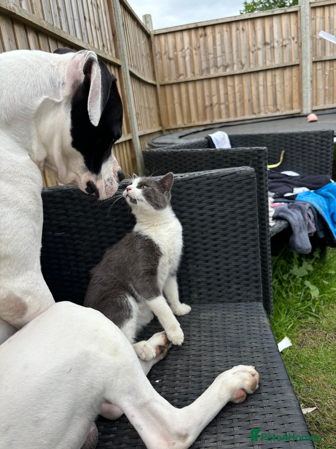 American Bulldog dogs for sale: Albie the American bulldog  - Image 4