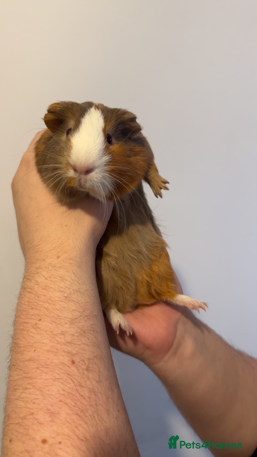 Guinea Pig rodents for sale: Male Guinea pig for sale  - Advert 16