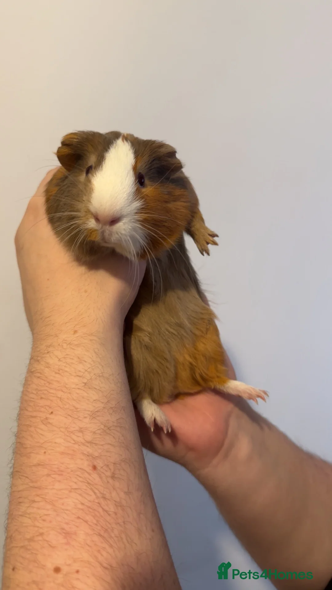 Guinea Pig rodents for sale: Male Guinea pig for sale  in Stockton-on-Tees - Advert 1