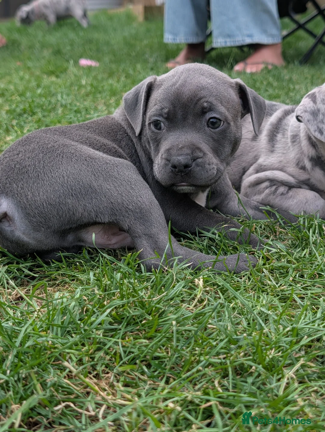 Staffordshire Bull Terrier dogs for sale: Merle and blue Staffordshire bull terrier puppies  - Advert 2