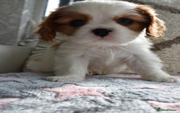 Cavalier King Charles Spaniel dogs for sale: READY NOW Fully tested, including MRI Scan - Image 13
