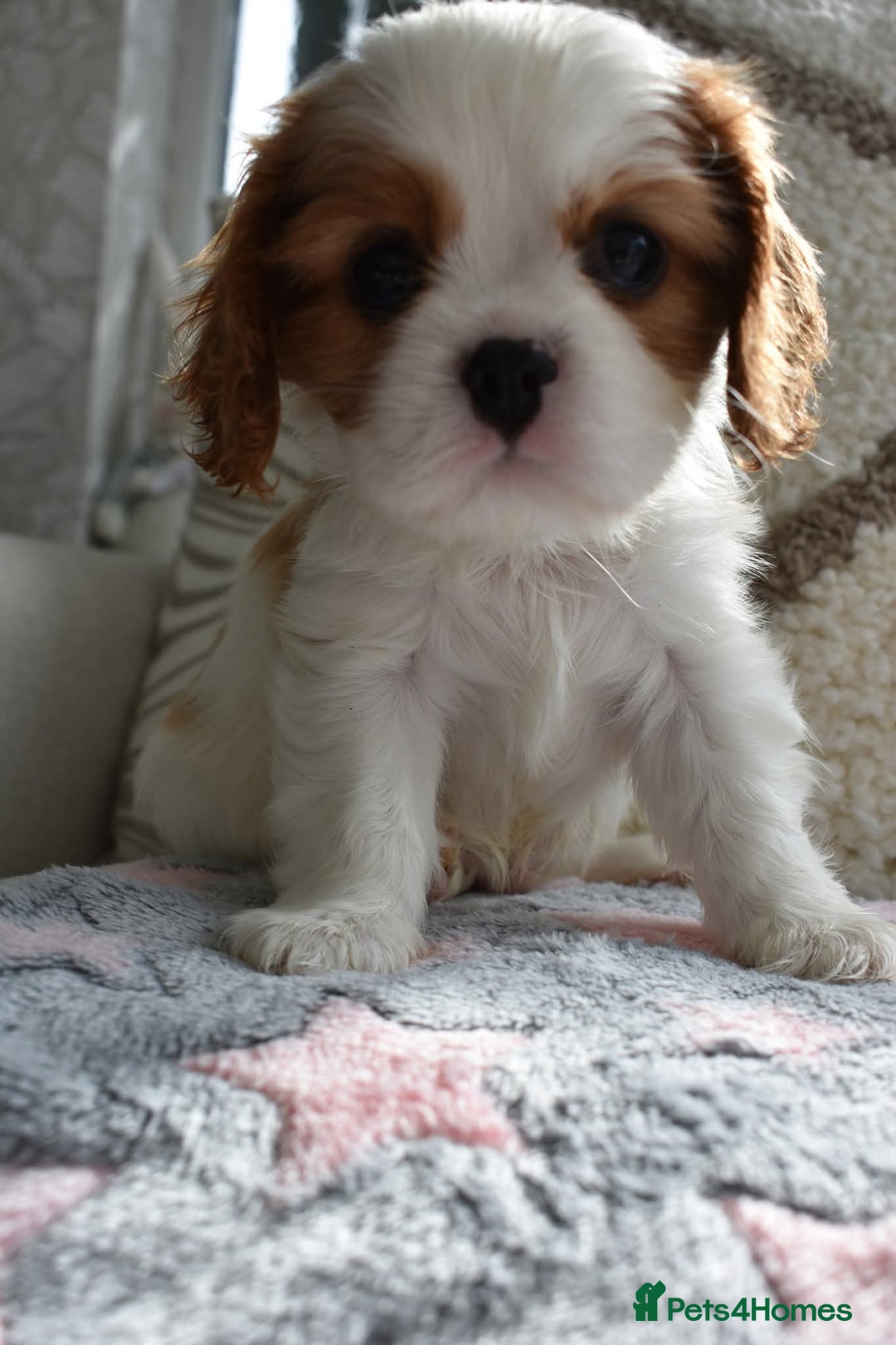 Cavalier King Charles Spaniel dogs for sale: READY NOW Fully tested, including MRI Scan - Image 13