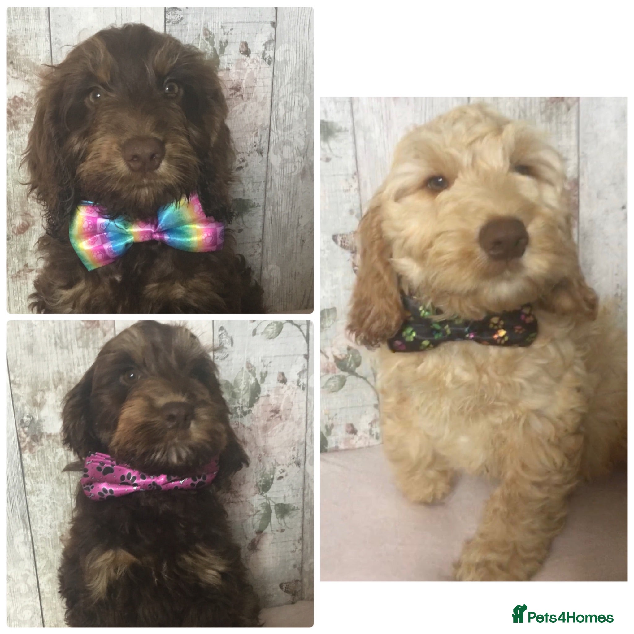 Mixed Breed dogs Mini Doodle pups ( like cockapoo’s ) - Advert 1