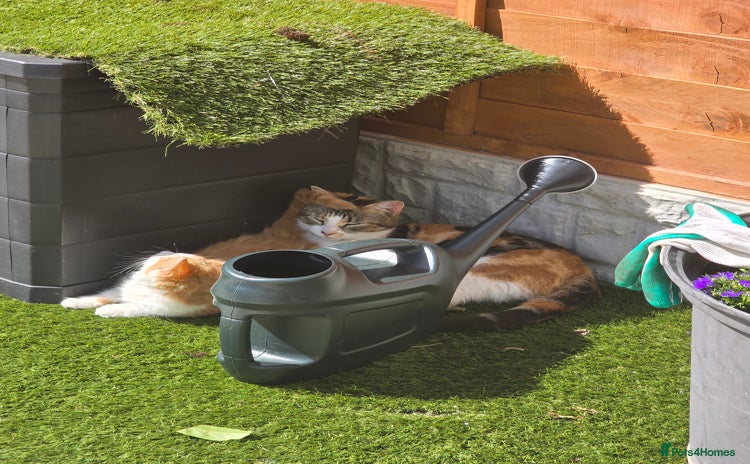 Mixed Breed cats - Advert 5