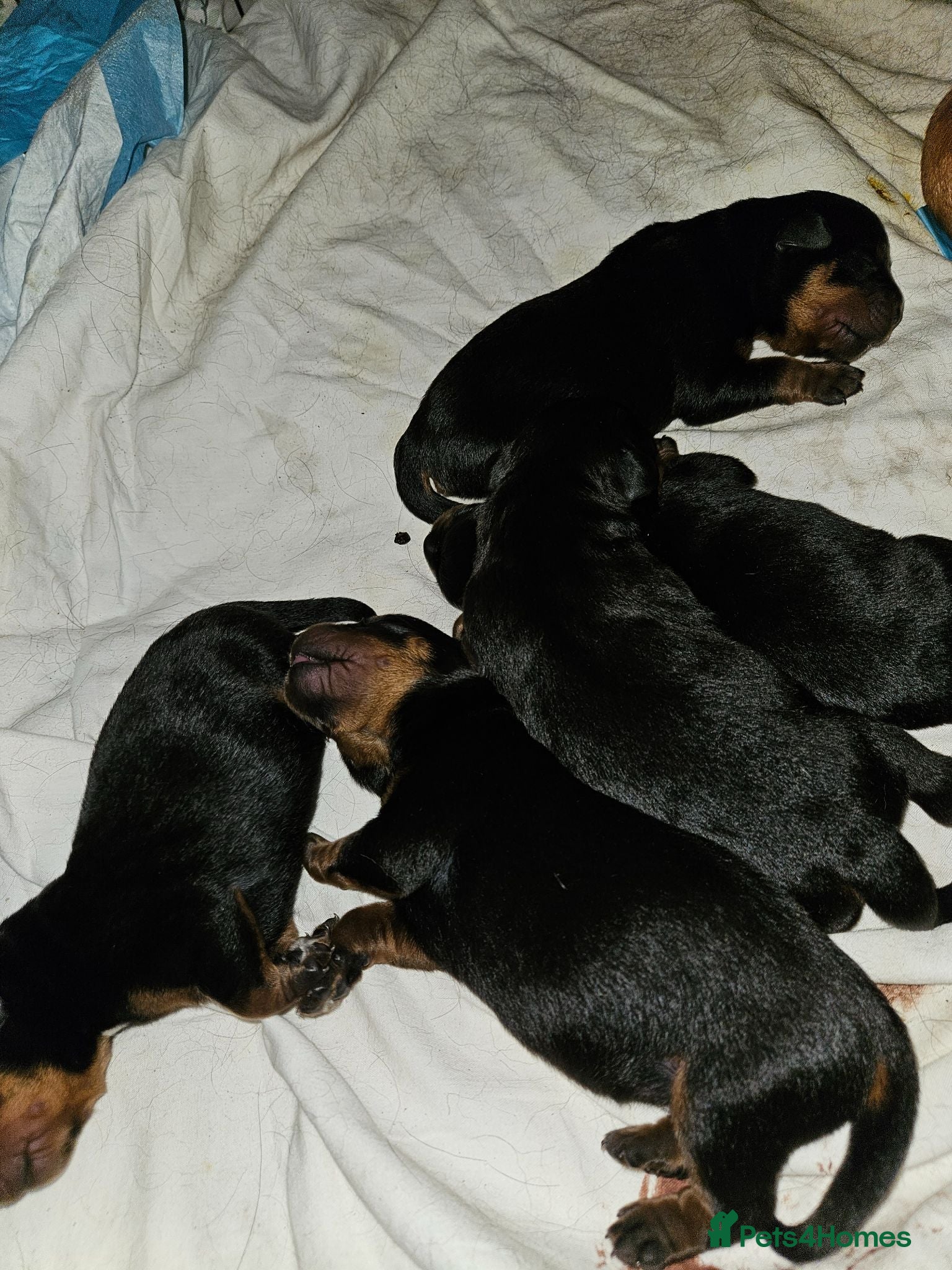 Rottweiler dogs Rottweiler pups - Advert 1