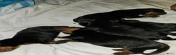 Rottweiler dogs for sale: Rottweiler pups - Advert 1