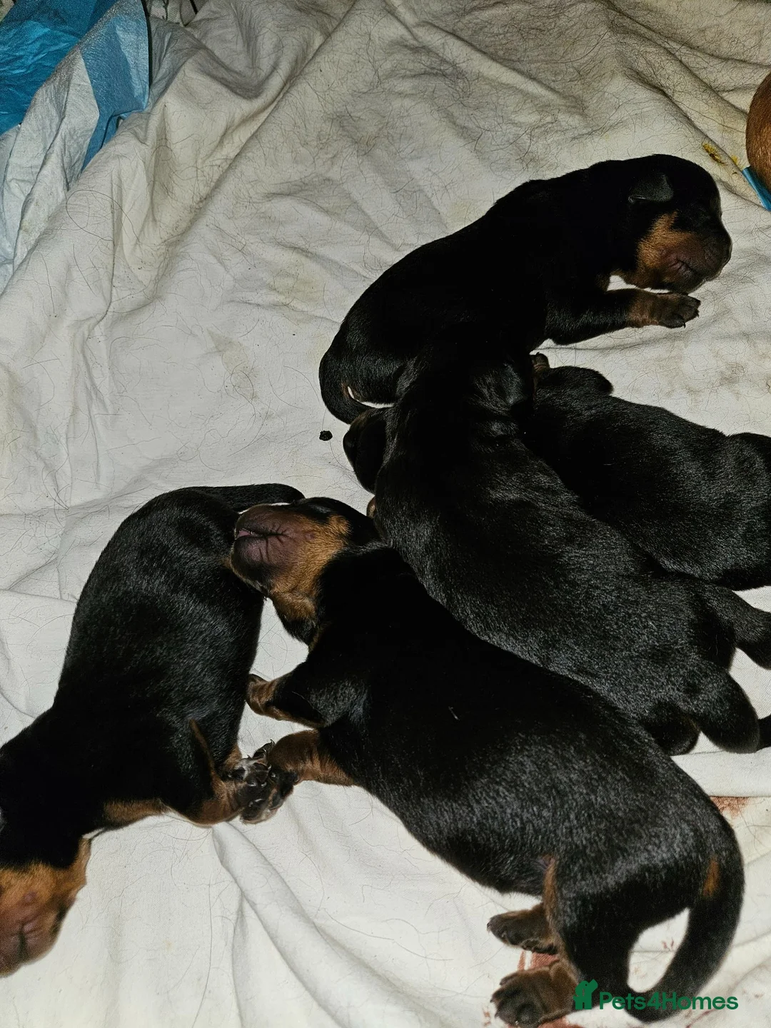 Rottweiler dogs for sale: Rottweiler pups - Advert 1