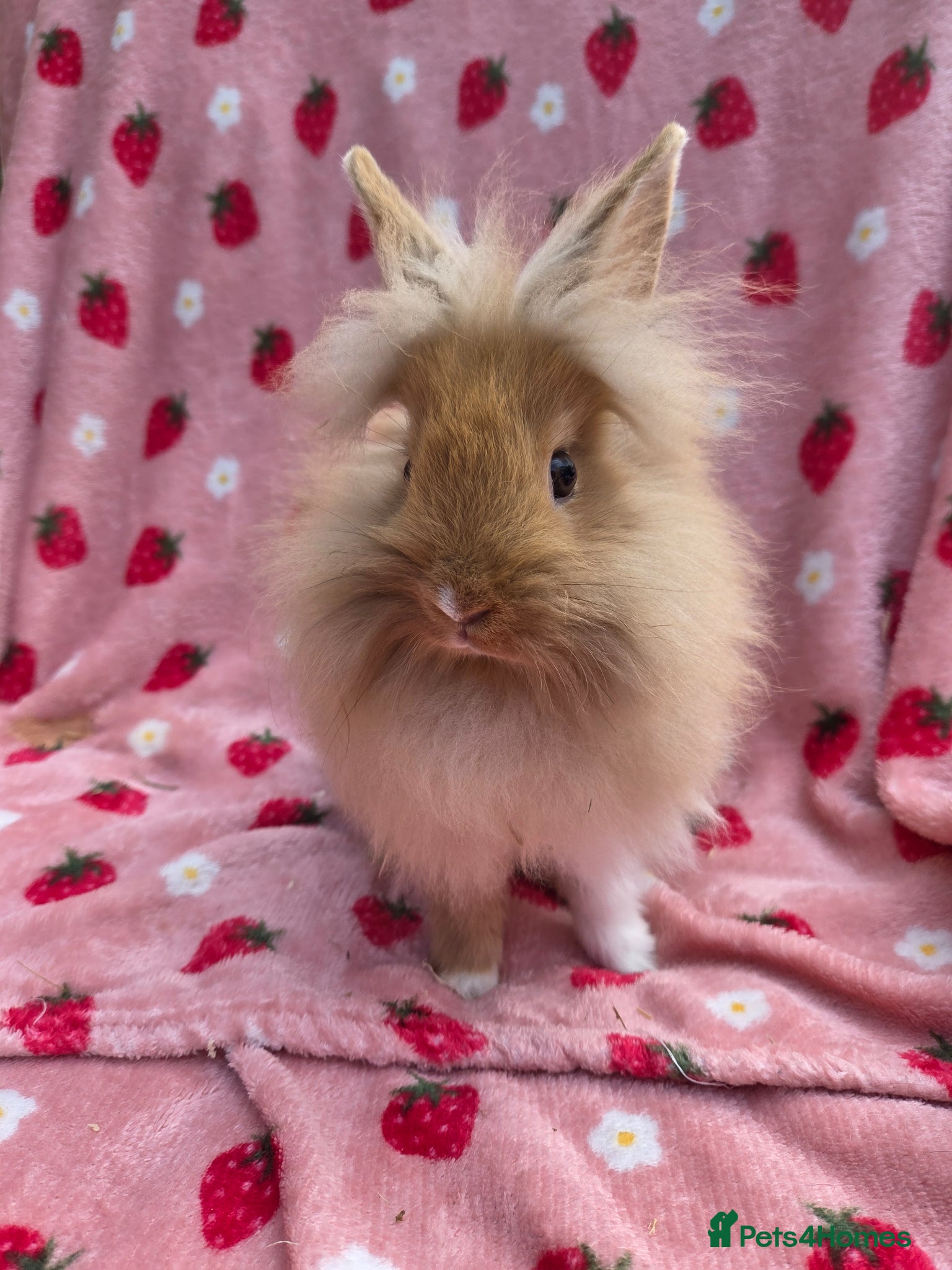 Mini Lop rabbits Mini lion lop boy 10 weeks - Advert 2