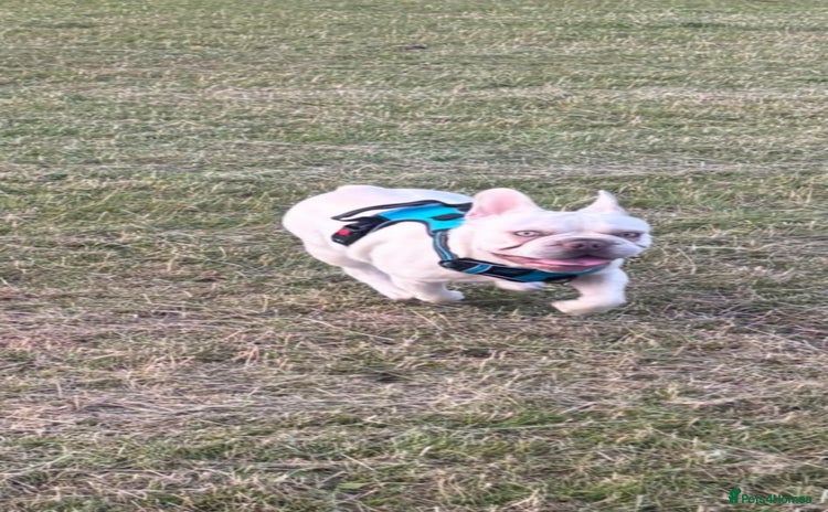 French Bulldog dogs - Advert 9