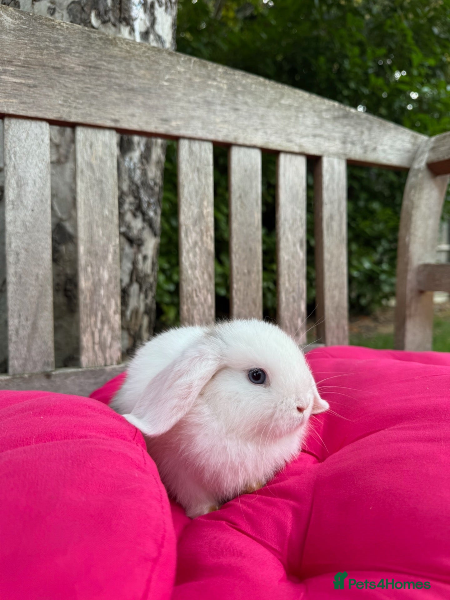 Mini Lop rabbits Two super friendly gorgeous mini lops - Advert 1
