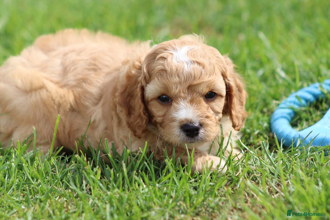 Cavapoochon dogs for sale: Beautiful Cavapoochon puppies for sale - Image 5