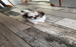 Mixed Breed dogs for sale: Shiranian boy puppies ready now  - Image 5